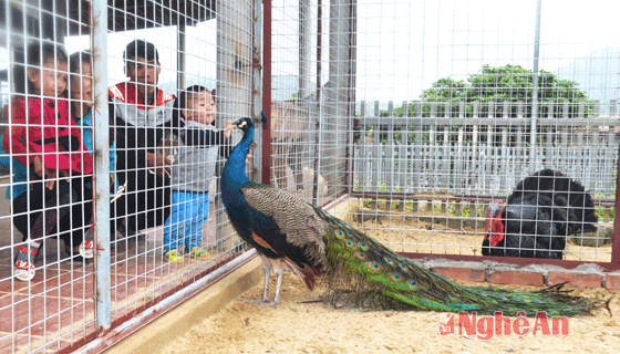 Khám phá Safari, nhiều quà mê li